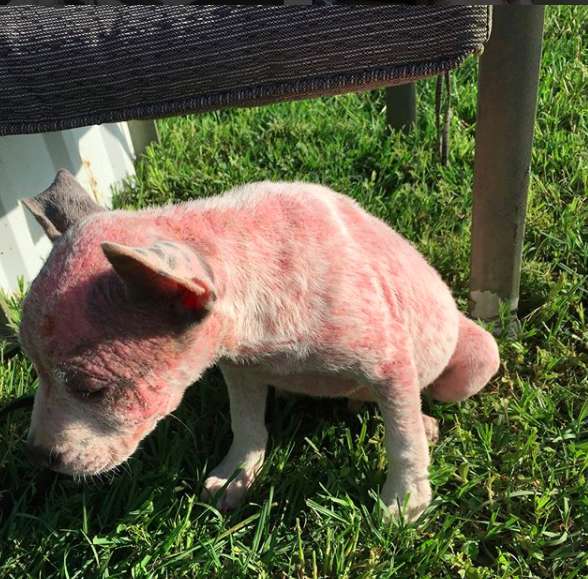 Illustration de l'article : Abandonné sur une route quasi déserte, ce chiot malade avait perdu tous ses poils